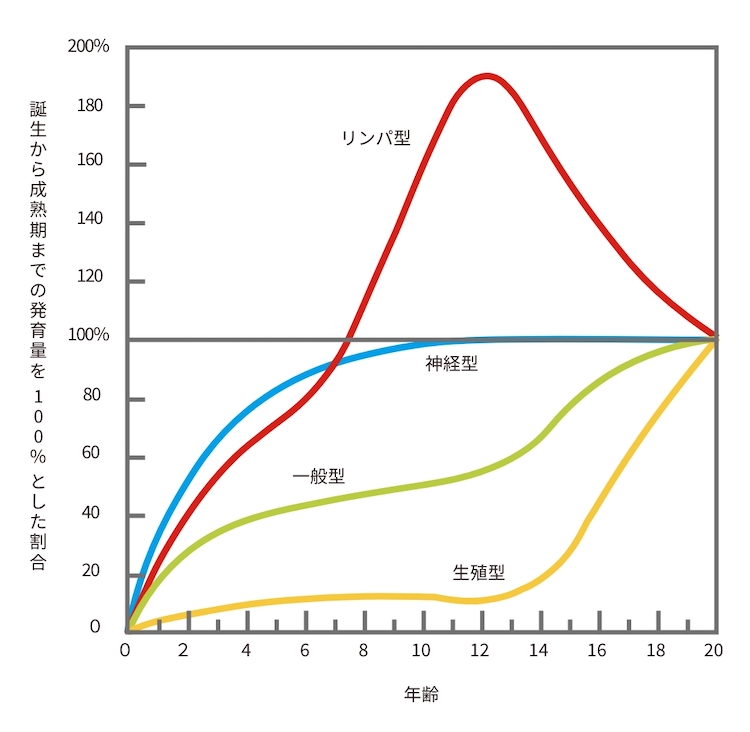 年齢ごとの誕生から成熟期までの、リンパ型、神経型、一般型、生殖型の発育量を表したグラフ